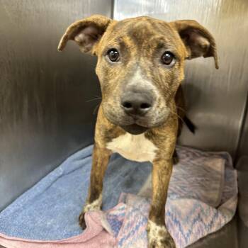 Treasure -  Mixed Breed Dog for Adoption in Chattanooga, Tennessee - Treasure | PetCurious