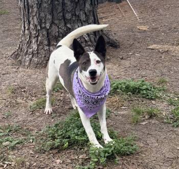 Rescue Smooth Fox Terrier Dogs for Adoption in Spring, Texas - Elsa | PetCurious