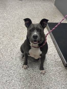 Rescue Terrier and Mixed Breed Dogs for Adoption in Gastonia, North Carolina - Jasmine | PetCurious