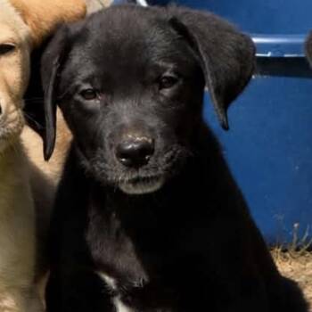 Denver Pyle -  Black Labrador Retriever and Golden Retriever Dog for Adoption in South Saint Paul, Minnesota - Denver Pyle | PetCurious