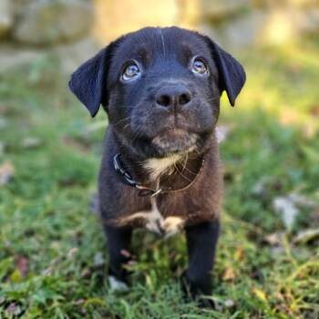Rabbit -  Mixed Breed Dog for Adoption in Festus, Missouri - Rabbit | PetCurious