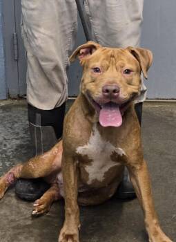 Shiloh -  Pit Bull Terrier Dog for Adoption in Evansville, Indiana - Shiloh | PetCurious