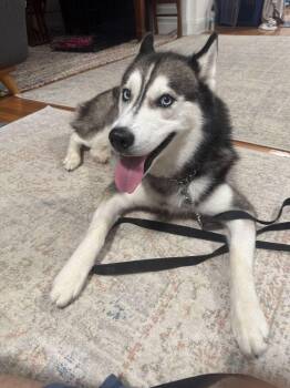 Aires -  Siberian Husky Dog for Adoption in New York, New York - Aires | PetCurious