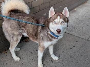 Blubert -  Siberian Husky Dog for Adoption in New York, New York - Blubert | PetCurious