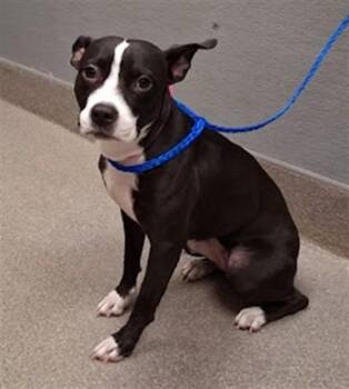LOTUS -  Pit Bull Terrier Dog for Adoption in Las Vegas, Nevada - LOTUS | PetCurious