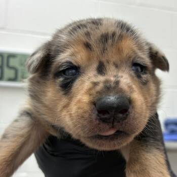 Colt -  Shepherd and Mixed Breed Dog for Adoption in Corpus Christi, Texas - Colt | PetCurious