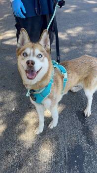 Husky and Siberian Husky Dogs Available for Adoption in Los Angeles, California - Canela The Red Beauty | PetCurious