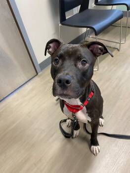 Rescue Pit Bull Terrier Dogs for Adoption in Grand Rapids, Michigan - Shenanigan | PetCurious