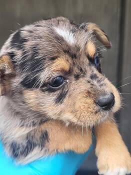 Australian Cattle Dog Blue Heeler Dogs Available for Adoption in San Antonio, Texas - DAISY | PetCurious