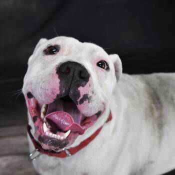 American Bully Dogs Available for Adoption - Sugar  | PetCurious