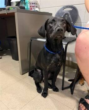 ROVER -  Labrador Retriever and Mixed Breed Dog for Adoption - ROVER | PetCurious