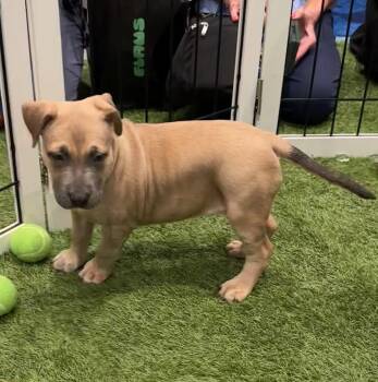 Suja -  Labrador Retriever and Terrier Dog for Adoption in Sanford, Florida - Suja | PetCurious
