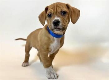 Pit Bull Terrier and Chihuahua Dogs Available for Adoption in Brentwood, Missouri - PAPA BEAR | PetCurious