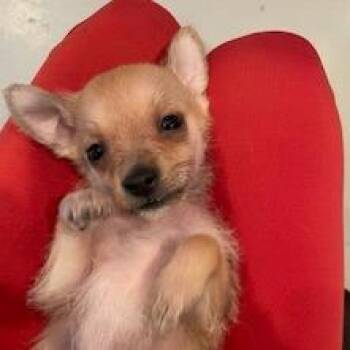 Chihuahua and Mixed Breed Dogs Available for Adoption in Bend, Oregon - Goob | PetCurious