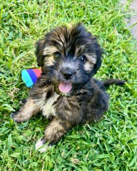 Rumour -  Yorkshire Terrier Dog for Adoption in Scroggins, Texas - Rumour | PetCurious