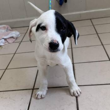 Labrador Retriever and Hound Dogs Available for Adoption - TUSC-Stray-83682_2_3 | PetCurious