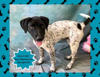 Dotty -  German Shorthaired Pointer Dog for Adoption in Salinas, California - Dotty | PetCurious