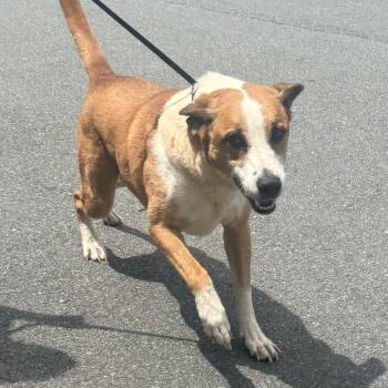 Ocean -  Mixed Breed Dog for Adoption in Winston-salem, North Carolina - Ocean | PetCurious