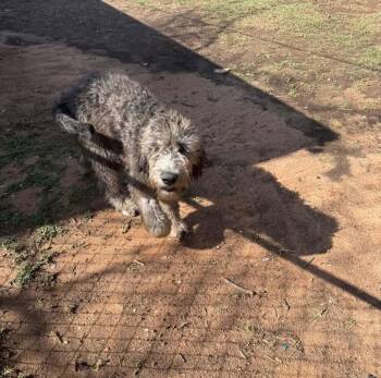 FOSTER ME - Petra -  Australian Shepherd and Standard Poodle Dog for Adoption in Grafton, Wisconsin - FOSTER ME - Petra | PetCurious
