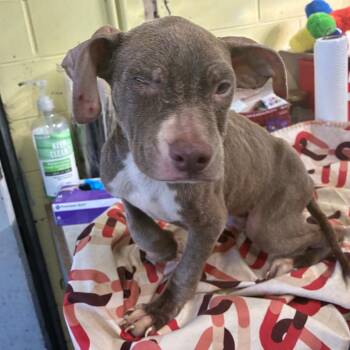 Rio -  Pit Bull Terrier and Mixed Breed Dog for Adoption in Valparaiso, Indiana - Rio | PetCurious
