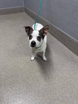 CHOP -  Chihuahua Dog for Adoption in Las Vegas, Nevada - CHOP | PetCurious