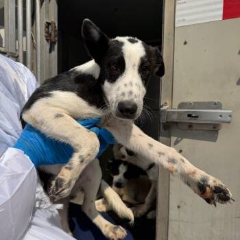Croc -  Collie Dog for Adoption in Edinburg, Texas - Croc | PetCurious