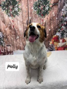 Rescue Australian Shepherd Dogs for Adoption in Urbana, Ohio - Molly | PetCurious