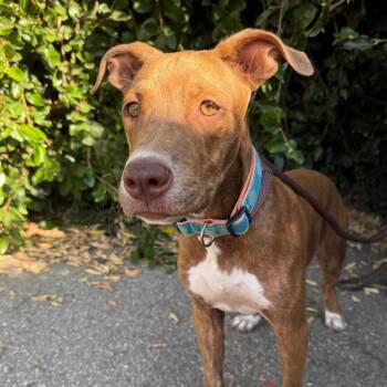 Gumball (Max) -  Pit Bull Terrier and Mixed Breed Dog for Adoption in Goleta, California - Gumball (Max) | PetCurious