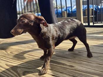 Dachshund and Chihuahua Dogs Available for Adoption - Noodle | PetCurious