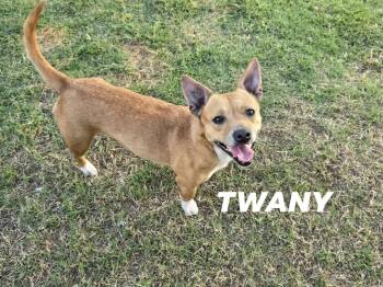 Chihuahua and Corgi Dogs Available for Adoption in Mingus, Texas - Tawny | PetCurious