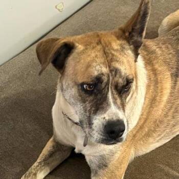 Boxer and Mixed Breed Dogs Available for Adoption in Kingman, Kansas - Bella | PetCurious