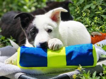 Collie and Cattle Dog Dogs Available for Adoption in Salt Lake City, Utah - Mayya | PetCurious