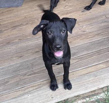 McCoy -  Mixed Breed Dog for Adoption in Mobile, Alabama - McCoy | PetCurious