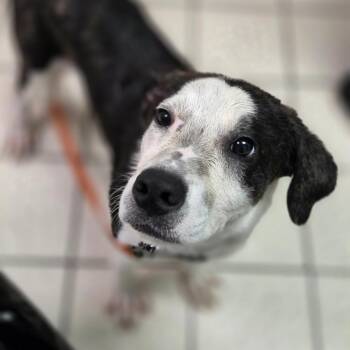 Ravioli -  Mixed Breed Dog for Adoption in Charleston, West Virginia - Ravioli | PetCurious