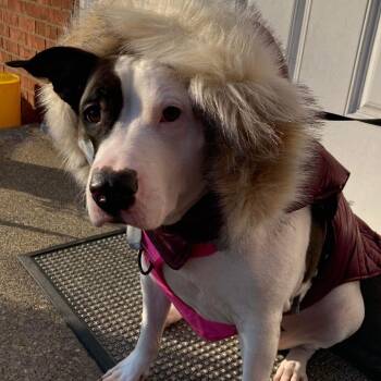 Pit Bull Terrier Dogs Available for Adoption in Melbourne, Kentucky - Xena | PetCurious