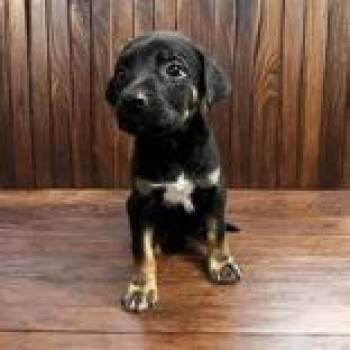 Hawk -  Mixed Breed Dog for Adoption in Portsmouth, Ohio - Hawk | PetCurious