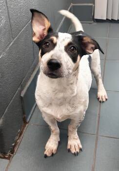 Toaster -  Mixed Breed Dog for Adoption in Nashville, Tennessee - Toaster | PetCurious