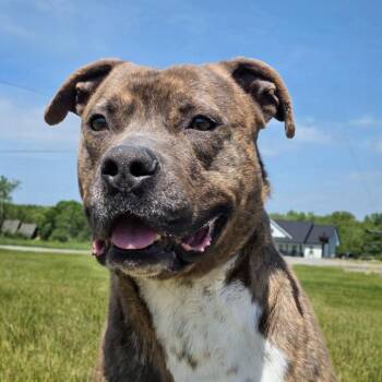 Pit Bull Terrier Dogs Available for Adoption in Shelby, North Carolina - Zeus | PetCurious