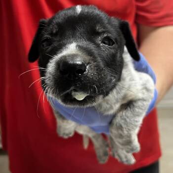 Spook -  Cattle Dog and Pit Bull Terrier Dog Available for Adoption in Birmingham, Alabama - Spook | PetCurious