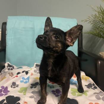 Terrier Dogs Available for Adoption - Princess | PetCurious