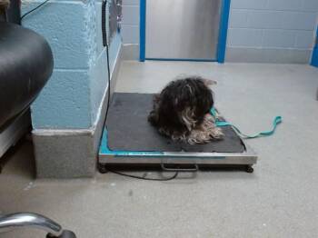 KOOPER -  Shih Tzu Dog for Adoption in Albuquerque, New Mexico - KOOPER | PetCurious