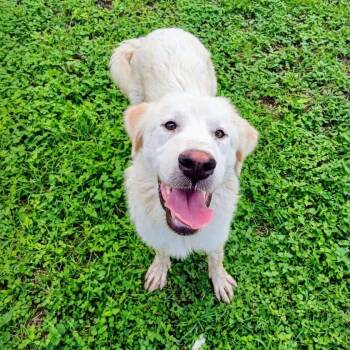 Arri -  Golden Retriever Dog for Adoption in Boulder, Colorado - Arri | PetCurious