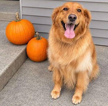 Ava -  Golden Retriever Dog for Adoption in Waterville, Ohio - Ava | PetCurious
