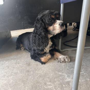 Mixed Breed Dogs Available for Adoption - Lou | PetCurious