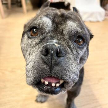 Jazzberry Jam 14209 -  English Bulldog Dog for Adoption in San Francisco, California - Jazzberry Jam 14209 | PetCurious