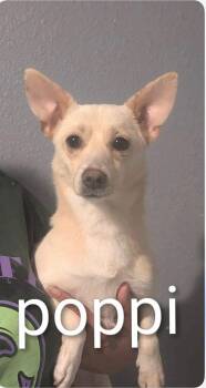 Chihuahua and Terrier Dogs Available for Adoption in Armada, Michigan - Poppi | PetCurious