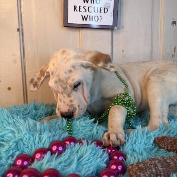 Shar Pei and Jack Russell Terrier Dogs Available for Adoption in Atlanta, Texas - Cookie | PetCurious