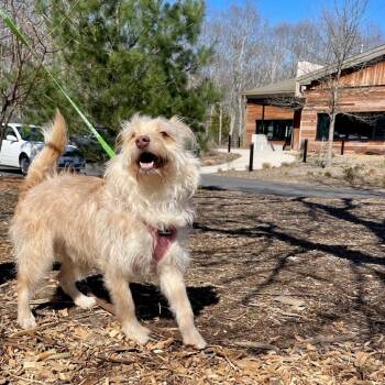 Rescue Terrier Dogs for Adoption in East Hampton, New York - Swiss | PetCurious