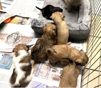 Terrier Dogs Available for Adoption - Lulu