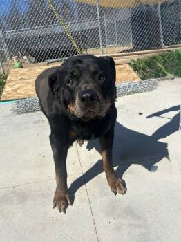 Rottweiler Dogs Available for Adoption in Warren, Ohio - Rex | PetCurious